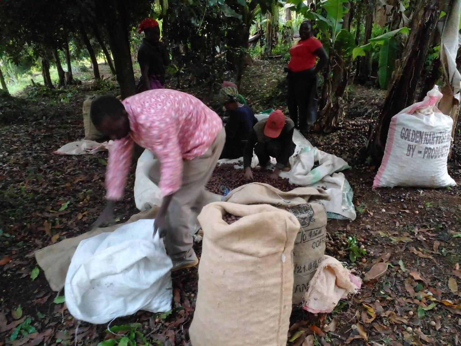 Bagging macadamia at the farm